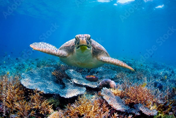 Obraz Green turtle swimming above corals