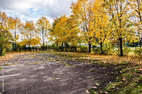 Fototapeta parking lot tree / Winding road curves through colorful autumn trees / paved road in the autumn forest / Asphalt road covered with Autumn trees in a rainy day / Elm tree on the road side in autumn