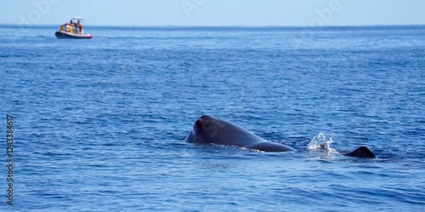 Obraz Sperm whale or cachalot, Physeter macrocephalu.