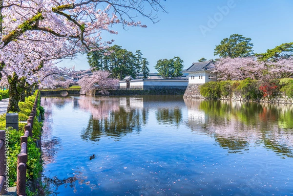 Obraz 春の小田原城址公園の風景　お堀沿いに咲く満開の桜【神奈川県・小田原市】