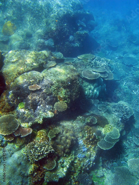 Fototapeta Plate Corals