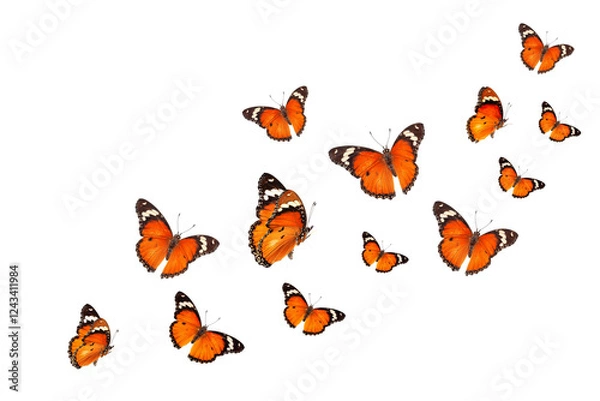 Fototapeta Beautiful monarch butterfly isolated on white background. Set of Big Monarch butterflies, isolated on white background. Tawny Coster (Acraea violae) Acraea terpsicore.