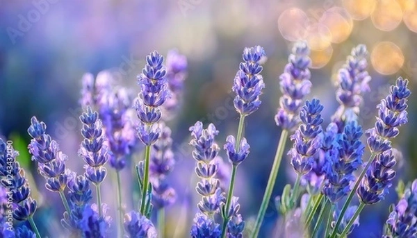 Fototapeta close-up of blooming lavender flowers in soft sunlight with bokeh effect, ideal for aromatherapy, wellness, and nature designs

