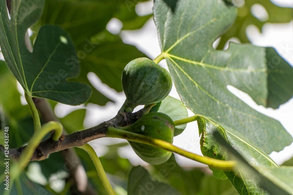 Obraz A fig tree with beautiful fruit. Ljubljana. Slovenia.