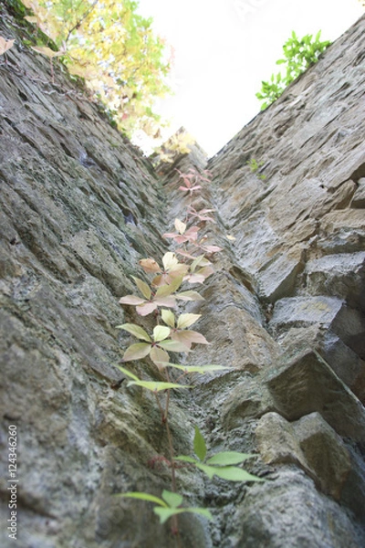 Obraz castle flowers