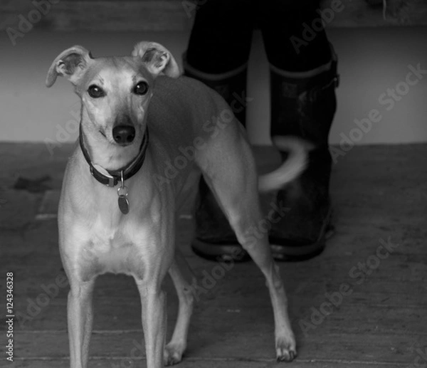 Obraz whippet