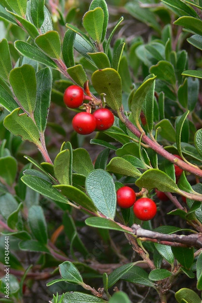 Fototapeta Uva ursina (Arctostaphilos uva-ursi) bacche rosse