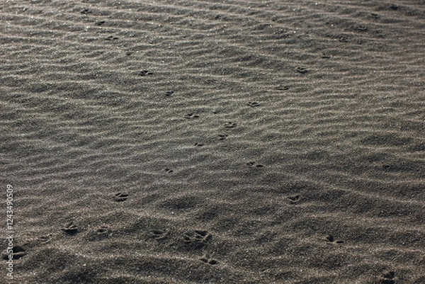 Fototapeta a chain of footprints in the desert sands