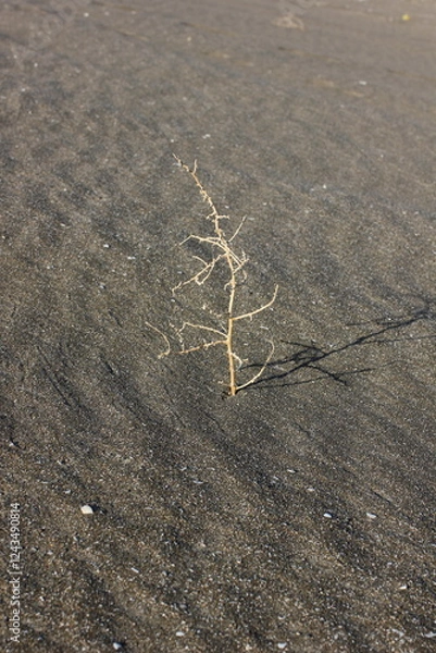 Fototapeta  desiccated, lonely plant in the desert sands