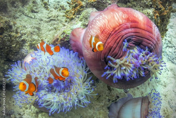 Fototapeta Clown anemonefish guarding their home