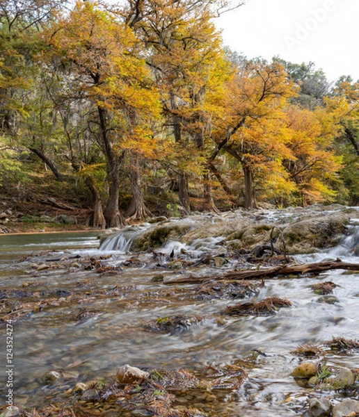 Fototapeta Autumn scene of towering bald cypress trees in fall colors and river water cascading over low rocky terrain, Guadalupe River State Park, Hill Country, Texas