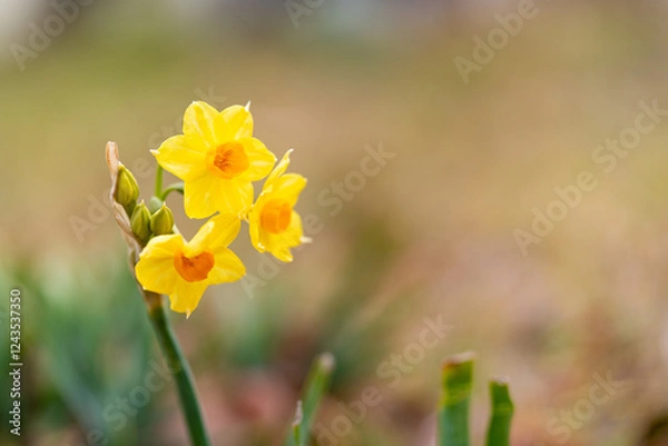 Obraz 黄色い水仙の花