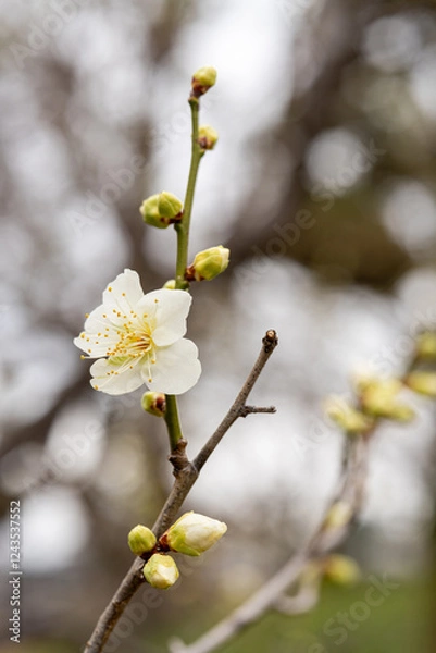 Obraz 白い梅の花とつぼみ