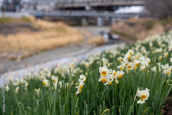 Obraz 川の土手に咲く白い水仙