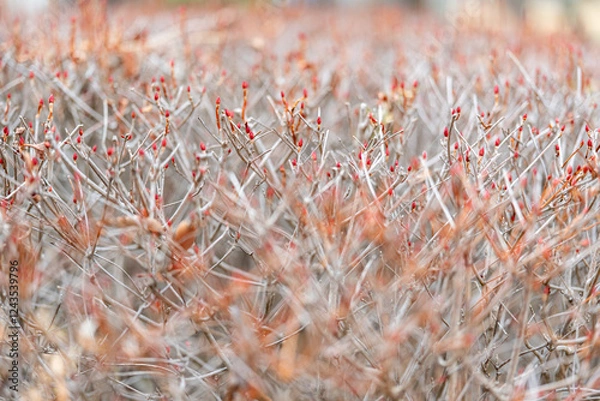 Obraz ドウダンツツジのつぼみ