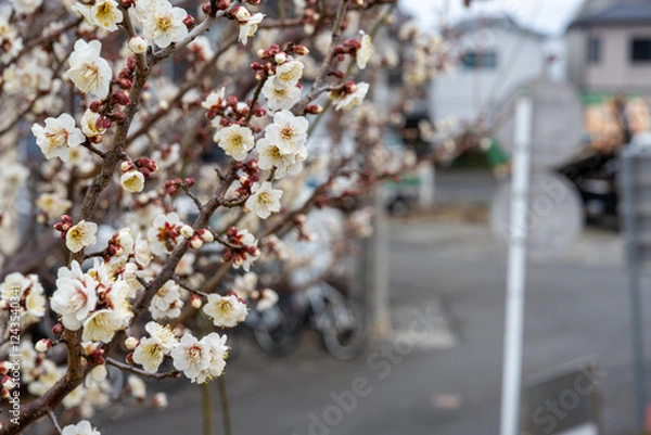 Obraz 道端に咲き乱れる梅の花