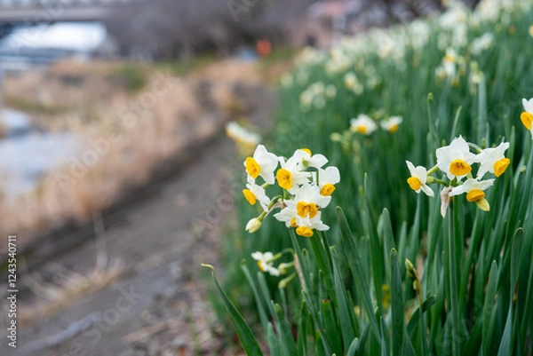 Obraz 土手に咲く水仙