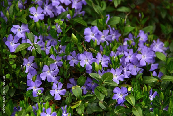 Fototapeta Common periwinkle, or Vinca minor flowers in a garden