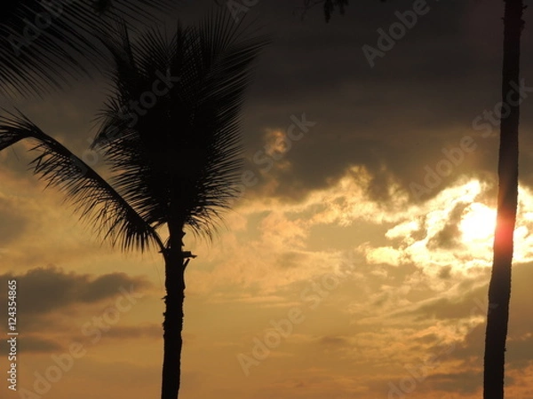 Obraz Sunset with Palm trees