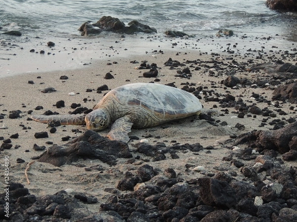 Fototapeta Beach Turtle