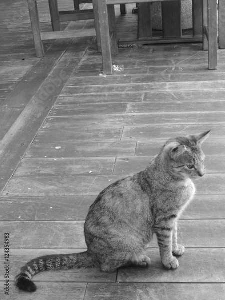 Fototapeta Retro Kittten