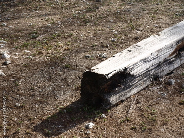 Fototapeta OLYMPUS DIGITAL CAMERA