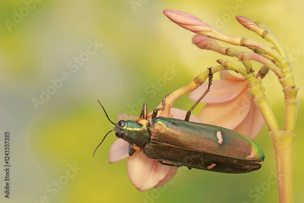 Fototapeta A jewel beetle is eating blooming frangipani flowers. This insect with a dominant metallic green color has the scientific name Chrysochroa sp.