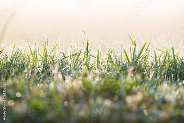 Fototapeta Close-up of grass with dew in morning light.