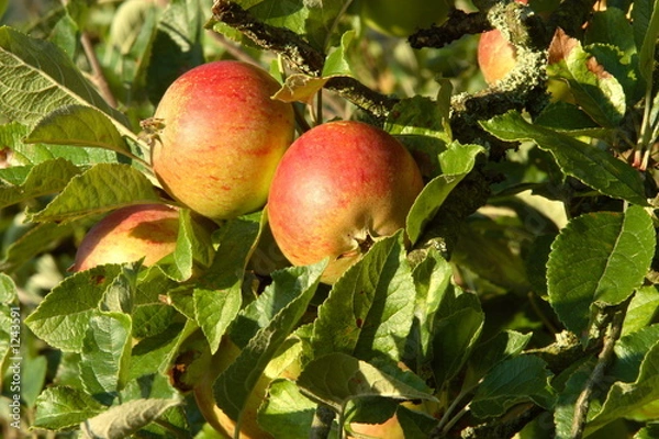 Fototapeta ripe apple ready to be picked