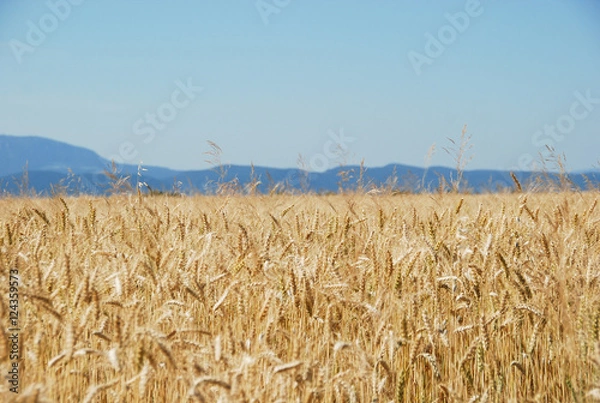 Fototapeta Weizenfeld mit Bergen im Hintergrund