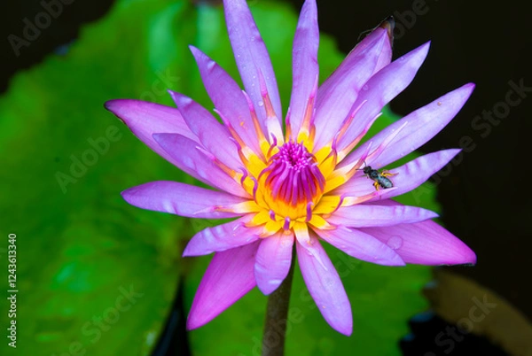 Fototapeta A close-up shot of a beautiful purple water lily with vibrant yellow accents in the center. A small insect is perched on one of the petals, and the bright green leaves provide a contrasting background