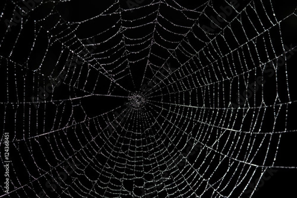 Fototapeta Large spider web
