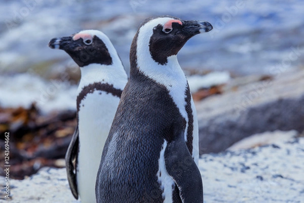 Fototapeta African penguins on a sandy shore by the ocean in South Africa during the day