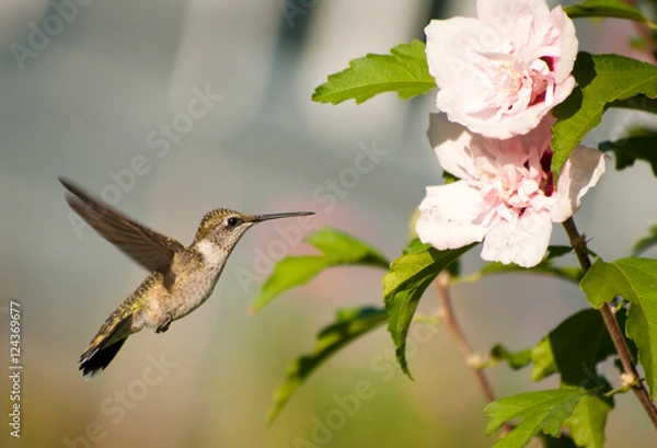 Fototapeta Ruby-throated Hummingbird hovering