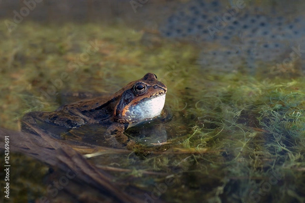 Obraz quacking frog