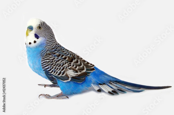 Obraz Blue wavy parrot on light background
