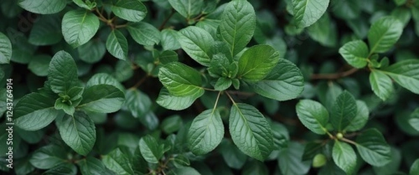 Obraz Close-up view of vibrant green leaves showcasing lush foliage and intricate textures in a natural setting ideal for botanical designs.