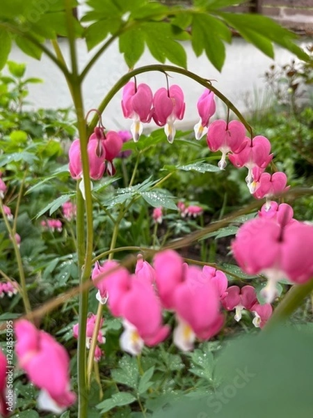 Obraz Tränendes Herz