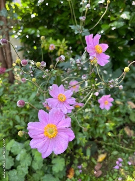 Obraz Herbstanemonen