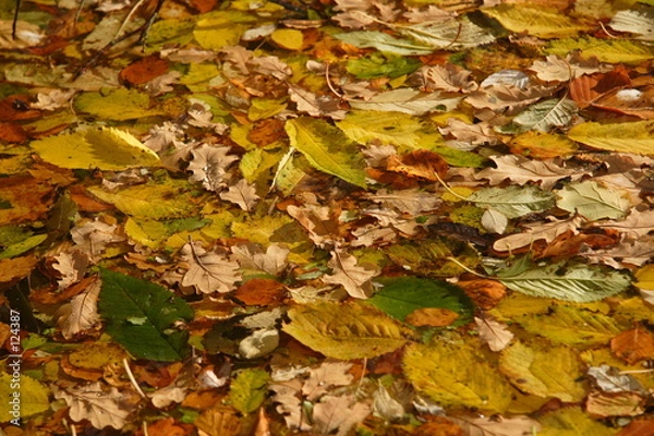 Obraz herbstlaub und wasser