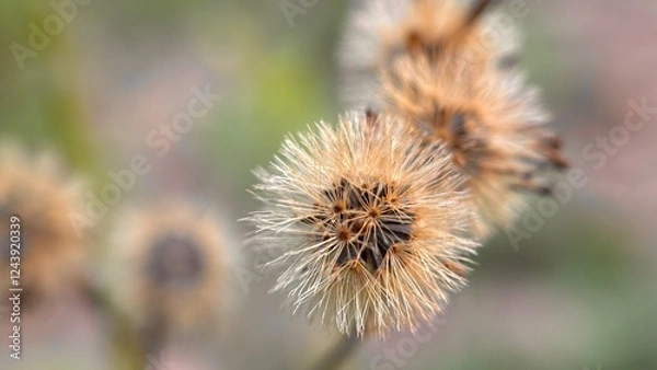 Obraz Daucus carota biennial 