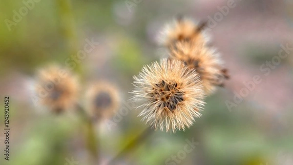 Obraz Daucus carota biennial 