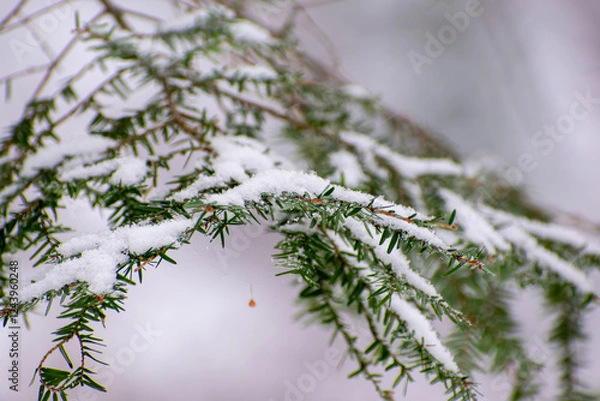 Obraz Snow on Hemlock