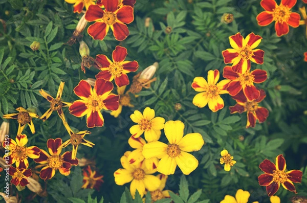 Fototapeta French marigolds (Tagetes patula) flower background with retro a