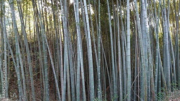 Obraz 日本の風景