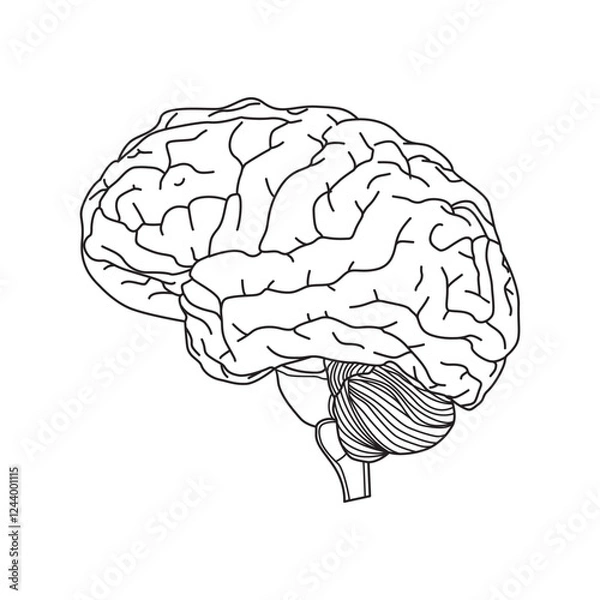 Obraz human brain vector line diagram side view for any use