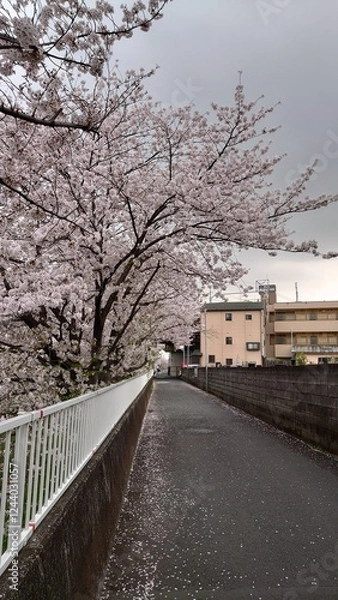 Obraz 日本の桜