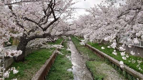 Obraz 日本の桜
