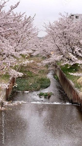 Obraz 日本の桜