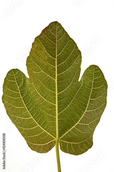 Fototapeta fig tree leaf